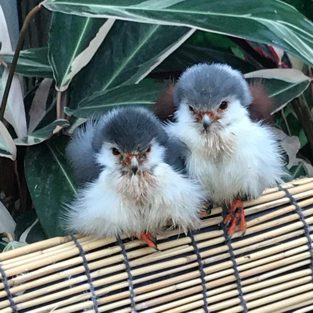 frogfrog_ame's profile picture. マグ7で洋画沼入り。マグ7（FV、BG）ダンケルク、marvel（デップー、ヴェノム）MCU（ファルコン推し、ミーク大好き） 20歳↑shipper ゴカムも熱い。杉尾、フォゼ尾