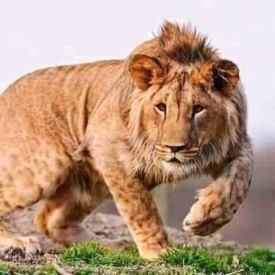 Danialjutt9's profile picture. Danialjutt