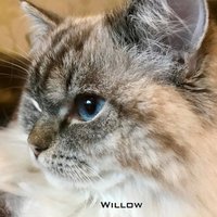 🐾Hugo, Willow & Coco🐾(@TheRaggyCats) 's Twitter Profile Photo