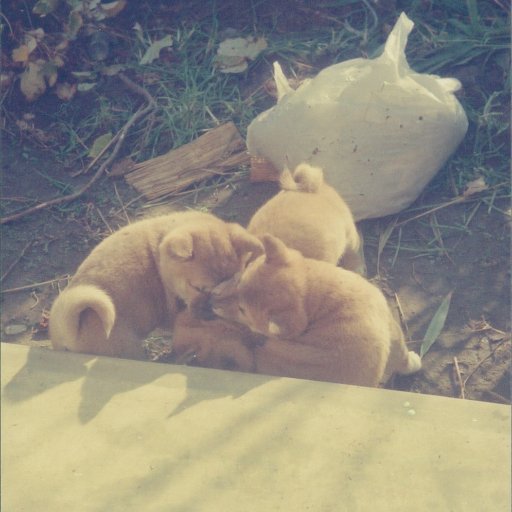 piatwz's profile picture. 零細マイナーです。草を少量所持。最近は細々とホリホリしています。右L5/S1椎間孔内ヘルニア持ち。最近太股から膝にかけての痺れが(‘д‘ )