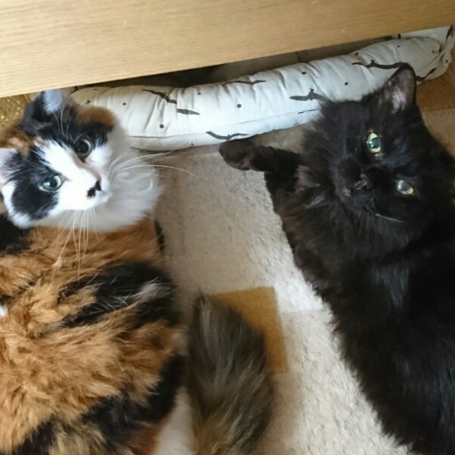 猫の保護・里親募集を楽しんでまーす♪　保護猫頭数、現在15匹 。絶賛里親さま募集中です。プロフとヘッダー画像は飼い猫・故ロナ＆たぬ美。愛玩動物飼養管理士２級｜ペット食育士２級｜尼崎市第二種動物取扱業「譲渡し/保管」届出済み｜tamari中医学養生士｜猫専門アニマルコミュニケーター🐾｜ゆるリンケアセラピスト🖐