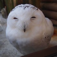 のがわ (@biwanoto_214) 's Twitter Profile Photo のがわ (@biwanoto_214) 's Twitter Profile Photo