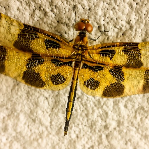 Molokaikale's profile picture. 