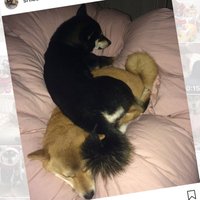 柴犬 はな ゆず 🌊🏄♀️⛵️🏝🏖 (@shibahanayuzu) 's Twitter Profile Photo 柴犬 はな ゆず 🌊🏄♀️⛵️🏝🏖 (@shibahanayuzu) 's Twitter Profile Photo