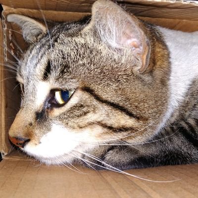 Drocell_'s profile picture. ...em... eh... ´^`