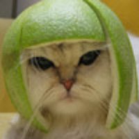 Animal Commando (@animalcommando) 's Twitter Profile Photo