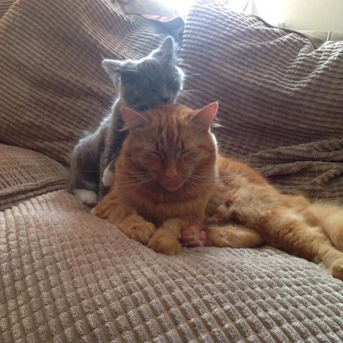 devoncats's profile picture. Hi, we are Henry (ginger) and Morgan (grey), we love sleeping, eating, playing with our toys and chasing each other. ❤️