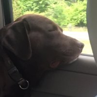 Nancy DeLaat (@nidaki) 's Twitter Profile