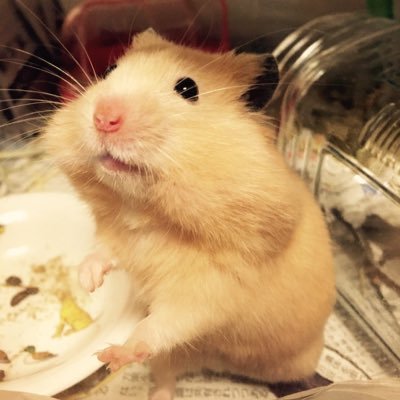 色んなゲームをやりますが、いまはもっぱらLOLにハマってます。印象に残る面白いSNに変え続けることをモットーにs8もやっていこうと思います！！ 楽しくノーマル出来る人を探してます！よろしくお願いします！ あ、あと岡山住みです！