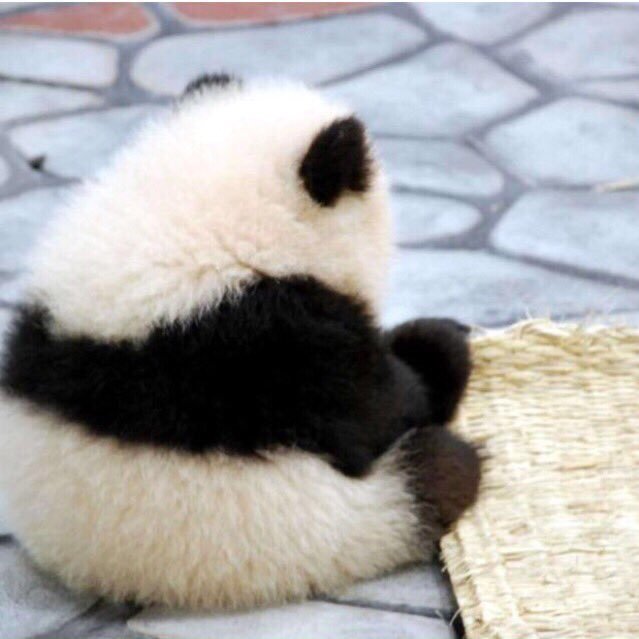 ぱんだ🐼さんのプロフィール画像