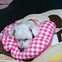 ミハル🥚⬜️ (@miharuaoi1) 's Twitter Profile Photo