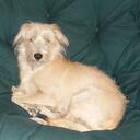 Pippa Davis - @Pippa_Ann_Davis - Twitter