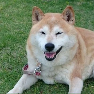 柴犬のｺﾀﾛｻﾝ♂(彩雄丸小太郎)は、17歳を迎える月に虹の橋を渡りました🌈🐕あちらのみんな、仲良くしてあげてね✨動物や自然が好きです。 I live in Japan.