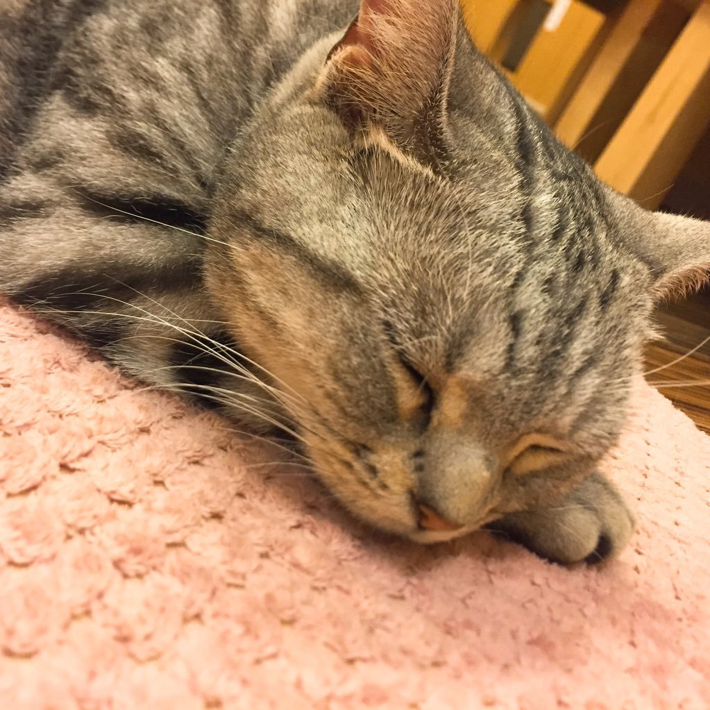 amiraさんのプロフィール画像