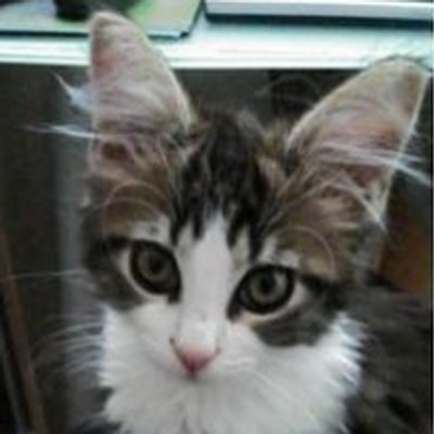 Protein Metrics(Dotmatics)というバイオ医薬品の質量分析装置から出てくるデータの特性解析をするソフトウェアの開発・販売をする会社でAPAC担当してます。ポジティ部。鳥と猫と写真好き。リツイートは必ずしも同意やおすすめを表すものではありません。🇨🇳🇮🇩🇰🇷勉強中