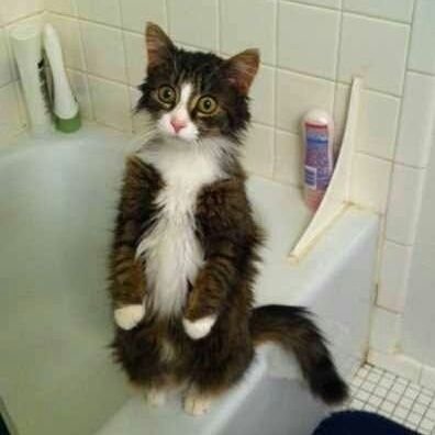 mesehasann's profile picture. 