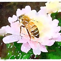 Bee🐝TheChange #Veritaseum for #truth and #freedom (@cryptonana4ltc) 's Twitter Profile