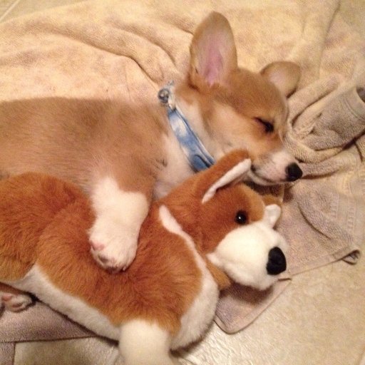 Corgi_Cuteness's profile picture. I'm just a little corgi
