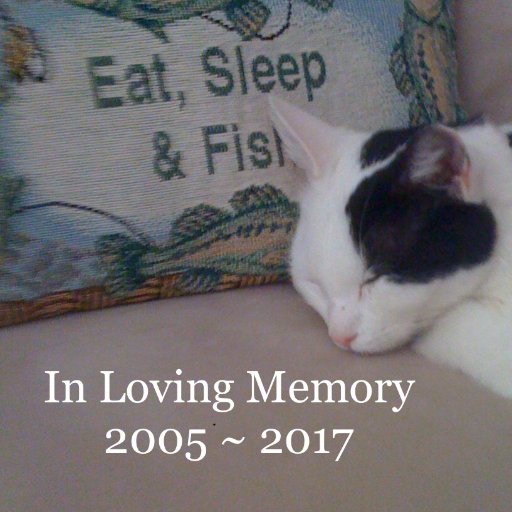 Skeeter Boats, Yamaha, Strike King Lures, Lews, Rage Tail Former BASS Open Pro Angler ~13 yr Cancer Survivor~ Cat Mom to Hope & Faith ~ R.I.P Miss Prissy 💕 🐾