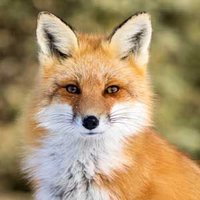 Vaughn Volpi (@vaughnvolpi) 's Twitter Profile