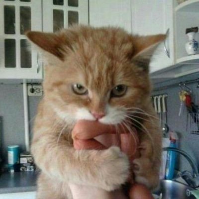 CatWithSausages Profile Picture