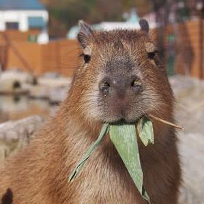 KapiKapiさんのプロフィール画像