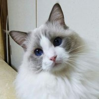 ラグたん(多忙で回れずすみません😢) (@ragtanlove) 's Twitter Profile Photo