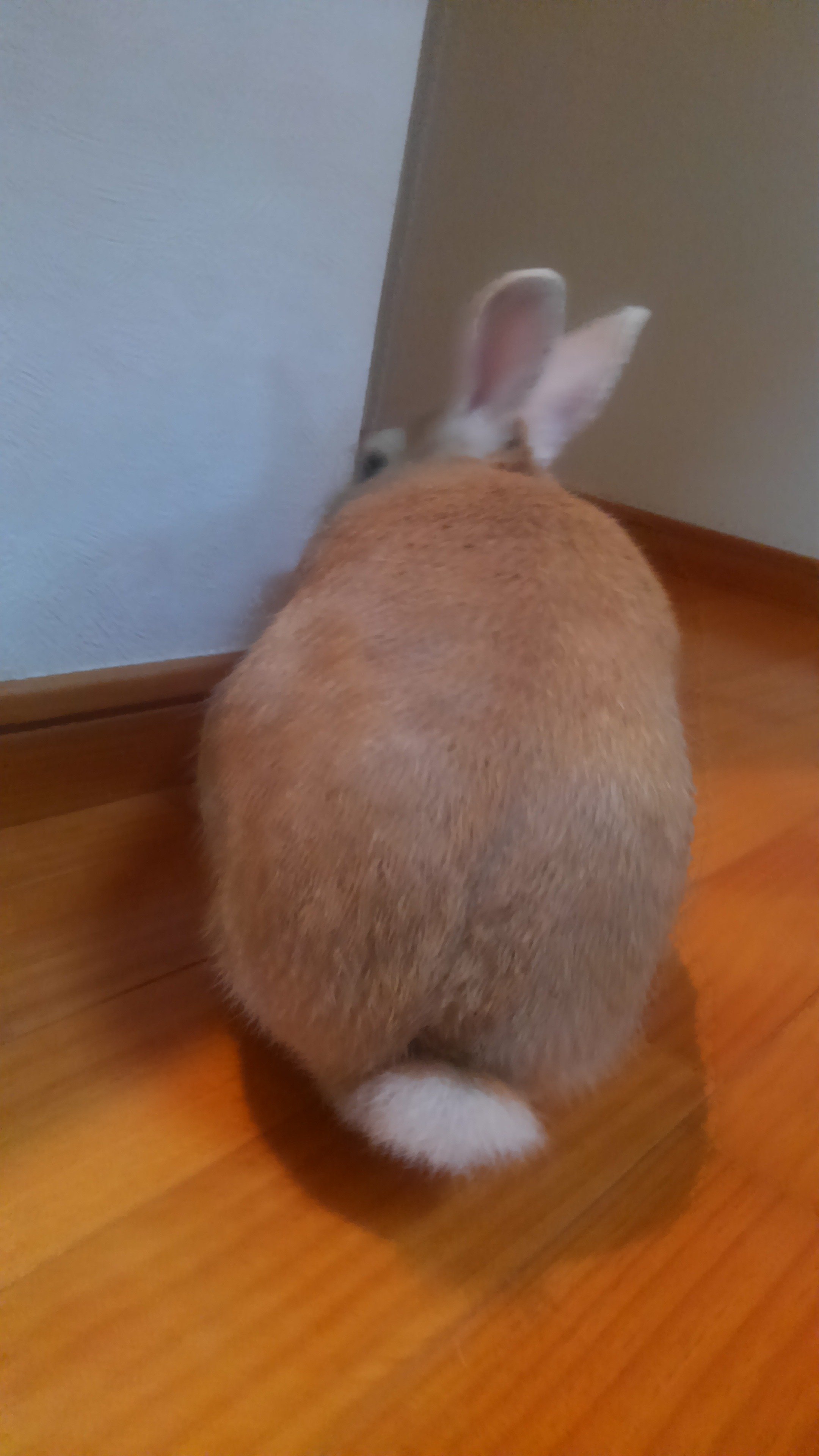 justmiisan's profile picture. 夢は、生きているうちに恒久世界平和の実現をみること★親子で楽しみながら自然に幸せ自然に可能性そのものの自分になれるゲームを創り出すこと！日本の底力を子ども達にみせること！