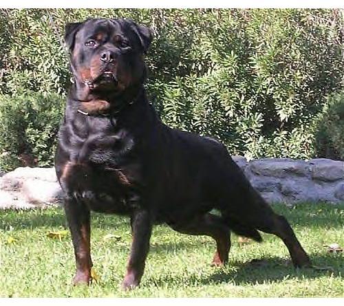 topdog7292's profile picture. A Parrent, Pet owner who Drives A Silverado, And i found a way to make money online