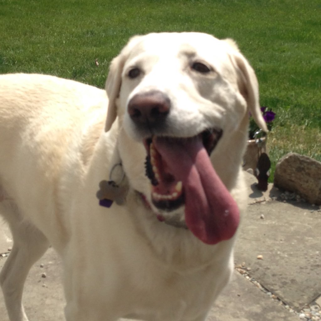 Treat 'em Right with Molly and Murphy All Natural Irish Dog Biscuits.