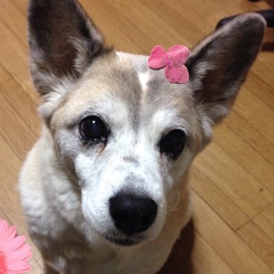 Nina 徹子の部屋に出ていたikkoさんの愛犬ペコちゃんが可愛すぎてどストライクでたまらない