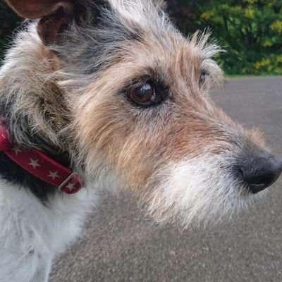 Parson JR-loves raising money for worthy causes via twitter Likes:Jam butties,Tea,Guinness,Fox poo,Alison Moyet.Dislikes:Sellotape,hoovers,hummus