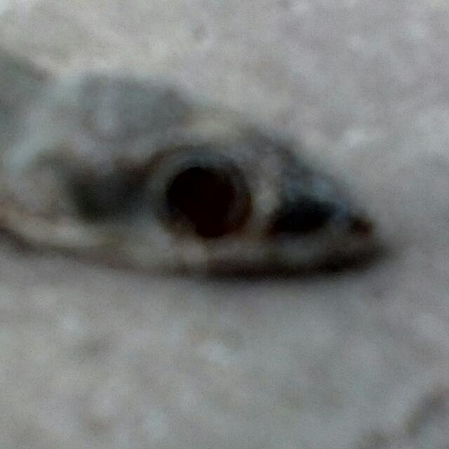 izalabdulaz's profile picture. Spirit for change and progression