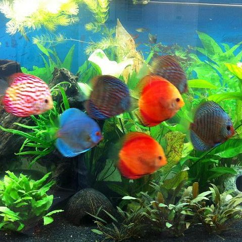 Argolikos's profile picture. 