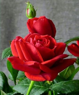 UAE82220674's profile picture. 