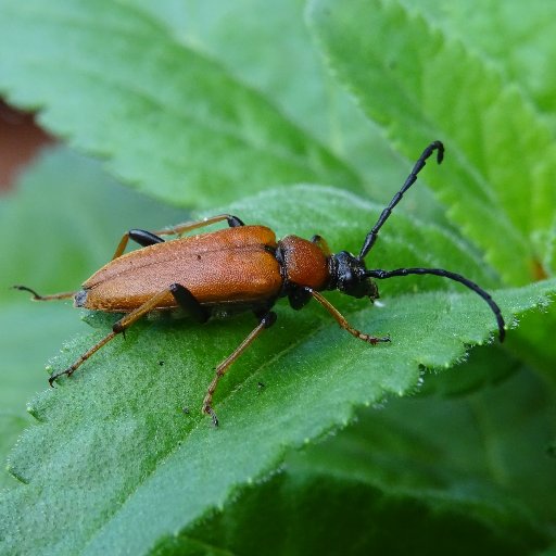 AndyinSandy's profile picture. Ecologist, lover of beetles, bewitched, bothered (by its state!) and bewildered by the natural world as a whole, all views my own