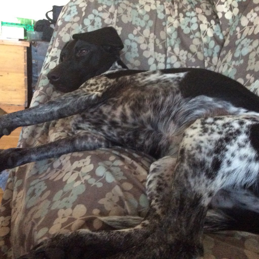 nathanielrittne's profile picture. politics, Habs, Leafs, Raptors, Jays, visual art, music, dogs, fitness, meditation