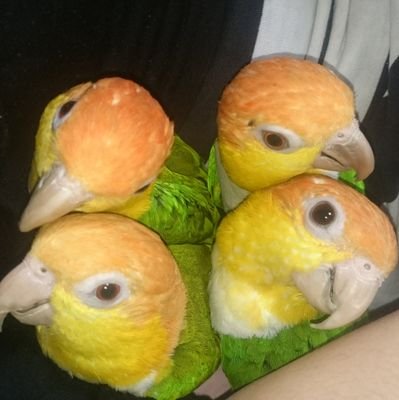 ＵＳＪ頻繁に出没している爺さんです(グランロイヤル)シロハラインコ、キキョウインコ、ヒムネキキョウインコ 、マメルリハインコ達大勢に囲まれて賑やかに暮らしています 無言フォロー失礼致します 、宜しくお願い致します @Theskychika妻は skyです