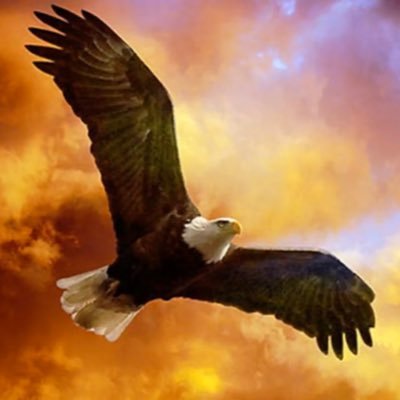 factor71rh's profile picture. El querer es poder