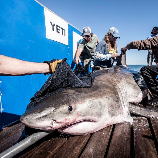 I'm a 12.5ft male white shark tagged by @OCEARCH on the Lowcountry Expedition