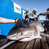 HiltonTheShark (@hiltontheshark) 's Twitter Profile