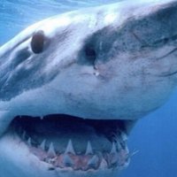 Lydia Shark (@rockstarlydia) 's Twitter Profile