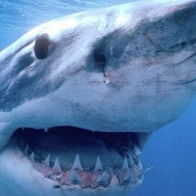 lydia shark rockstarlydia twitter