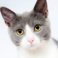 Cats Club(@catsclubx) 's Twitter Profile Photo