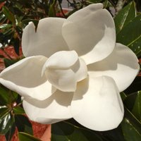 sweet magnolia(@crystal63) 's Twitter Profile Photo