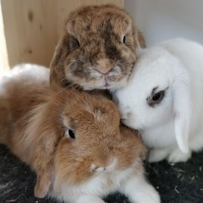 Berlin Bunny Trio
