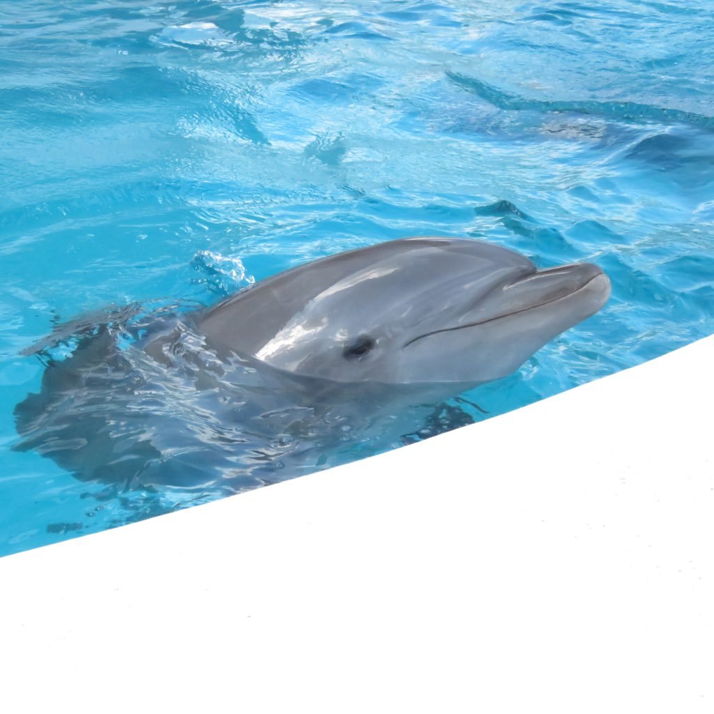 osrv23n's profile picture. cogito ergo sum