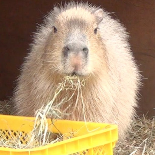 推しをひたすら見守るアカウントです🐹 ↓ ↓ 動画も見てねっ😄