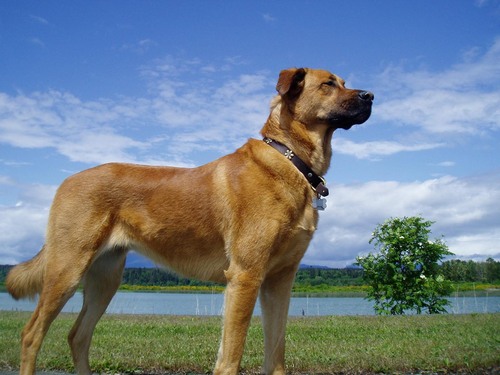 Iron_Dog's profile picture. Woof