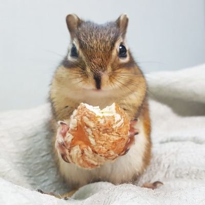 squirrel_wdy Profile Picture